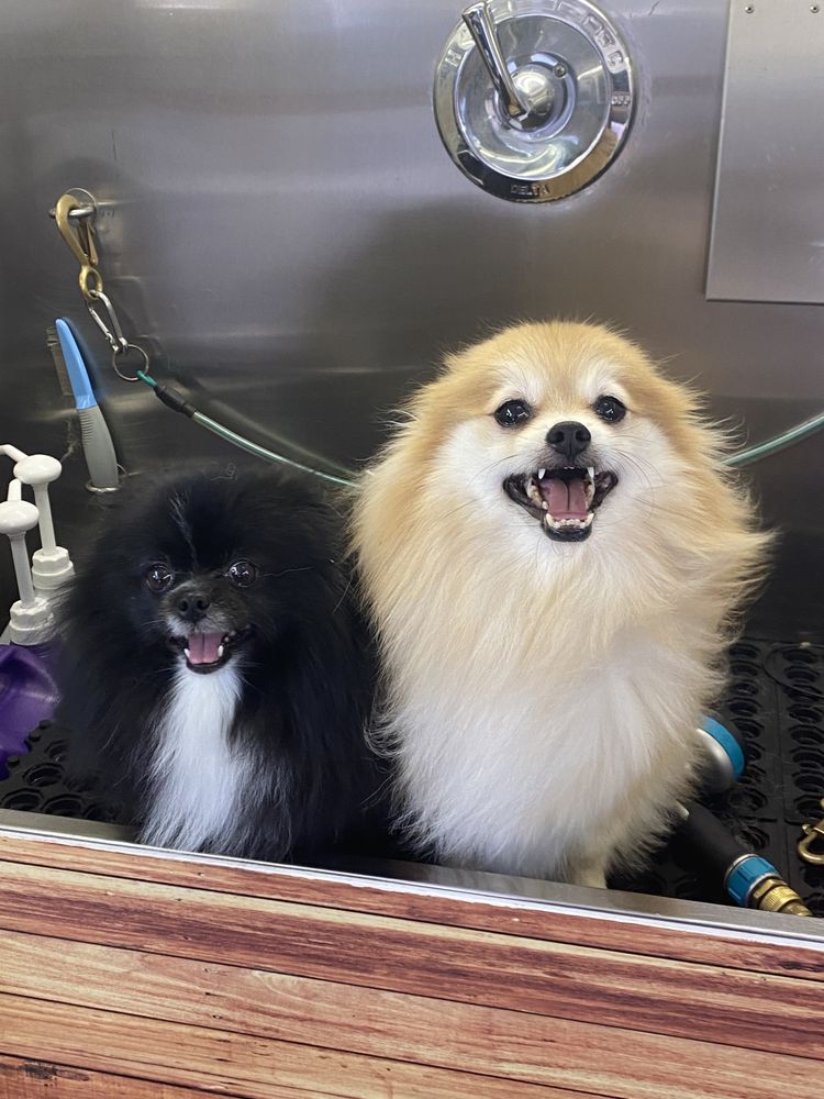 THE WIZARD OF PAWS Request an Appointment 21 Photos El Cajon