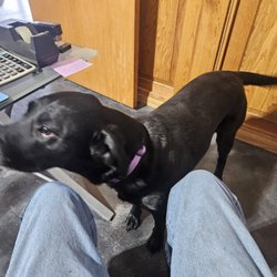 Philippine Animal Lovers Society - My dog crazy sex maniac looking for another dog lady. Im going to Philippines in febuary. First time there , dog lady only a must