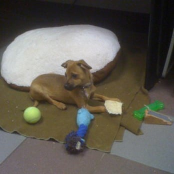 Trust Your Dog Training - Keeping puppy busy. Lots of things to chew on and play with. - Pet Training Near Me Trust Your Dog Training - Keeping puppy busy. Lots of things to chew on and play with. - Pet Training Near Me