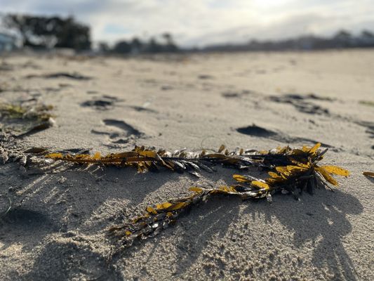 Twin Lakes State Beach by null