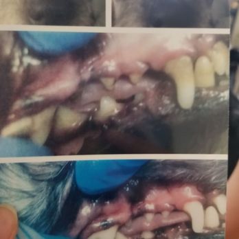 Barks & Tales Dog Spa - Before and after. Non-anesthesia teeth scaling the first Friday of every month. Polo's teeth look so much more healthy!!! - Pet Sitting Near Me - Miami, Florida Barks & Tales Dog Spa - Before and after. Non-anesthesia teeth scaling the first Friday of every month. Polo's teeth look so much more healthy!!! - Pet Sitting Near Me - Miami, Florida