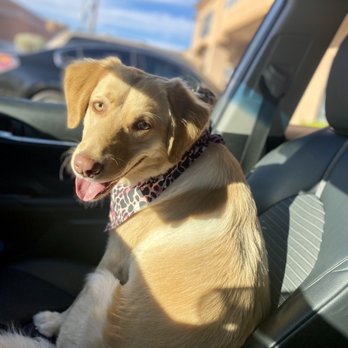Suds N Bubbles - Lucy - smiling after her first spa day - Pet Groomers Near Me - Las Vegas, Nevada Suds N Bubbles - Lucy - smiling after her first spa day - Pet Groomers Near Me - Las Vegas, Nevada