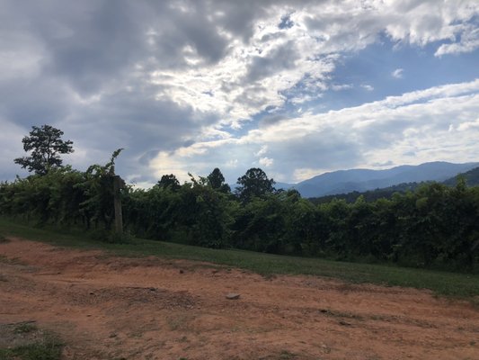 Addison Farms Vineyard by null