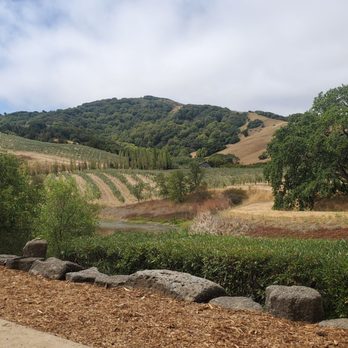 McEvoy Ranch - The rolling hills and olive trees. - Wine Tasting Room Near Me - Petaluma, California