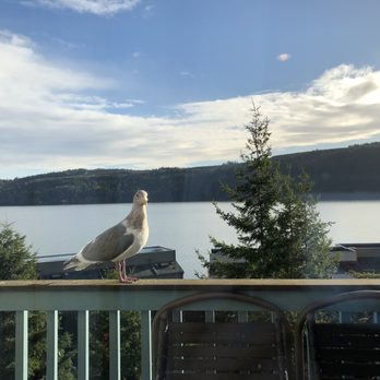 WorldMark Discovery Bay - Seagull on the deck - Resorts Near Me - Port Townsend, Washington WorldMark Discovery Bay - Seagull on the deck - Resorts Near Me - Port Townsend, Washington