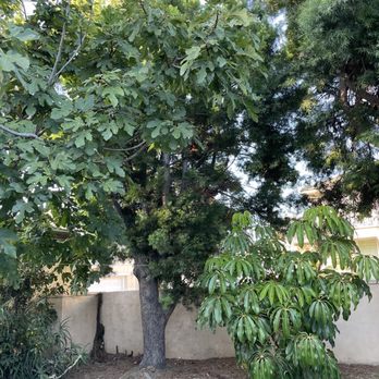 AMDM Tree Service - Back tree #2 - Landscaping Near Me - Anaheim, California AMDM Tree Service - Back tree #2 - Landscaping Near Me - Anaheim, California