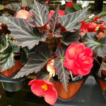 Kim's Nature - Beautiful begonia - Nurseries & Gardening Near Me - Markham, Ontario