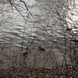 Mühlenteichpark - Enten auf unruhigem Wasser