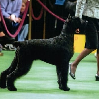 Michelle's Pristine Pooch - My beautiful"Dandy" that I lost in Feb at 13&1/2 - Pet Groomers Near Me - Waco, Texas