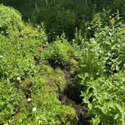 Castle Crest Wildflower Garden Trail