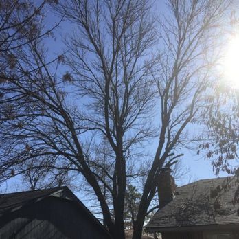 DarkPal - 35 ft tree between two houses, needing to be removed. - Tree Services Near Me - Edmond, Oklahoma DarkPal - 35 ft tree between two houses, needing to be removed. - Tree Services Near Me - Edmond, Oklahoma