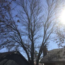 DarkPal - 35 ft tree between two houses, needing to be removed.