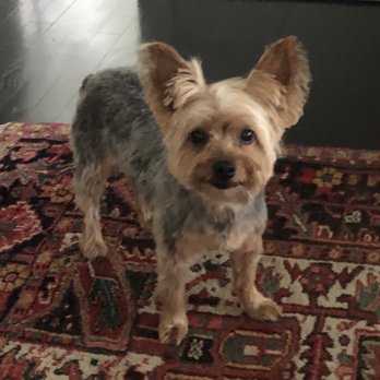 Doggy Styles by Marj - After photo (immediately after her cut) - Pet Groomers Near Me - Provincetown, Massachusetts Doggy Styles by Marj - After photo (immediately after her cut) - Pet Groomers Near Me - Provincetown, Massachusetts