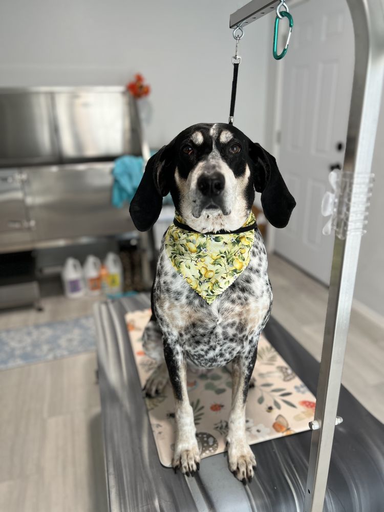 URBAN PAWS GROOMING SALON Updated October 2024 127 Photos 3916