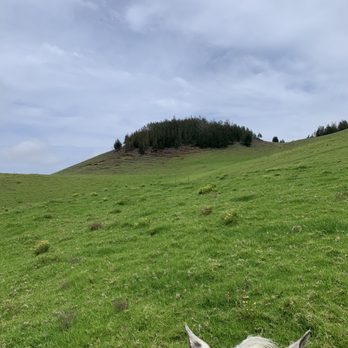 Paniolo Adventures - Horseback ride - Horseback Riding Near Me