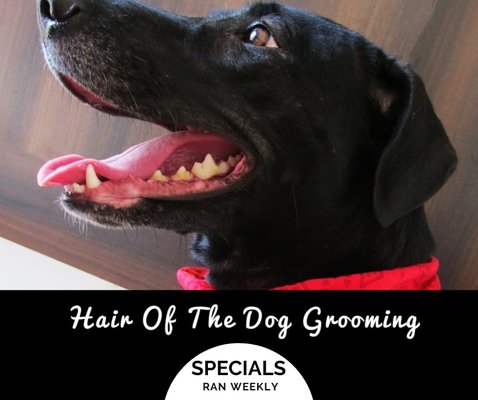 Dog being groomed at Top Dog Grooming Salon in Minot ND