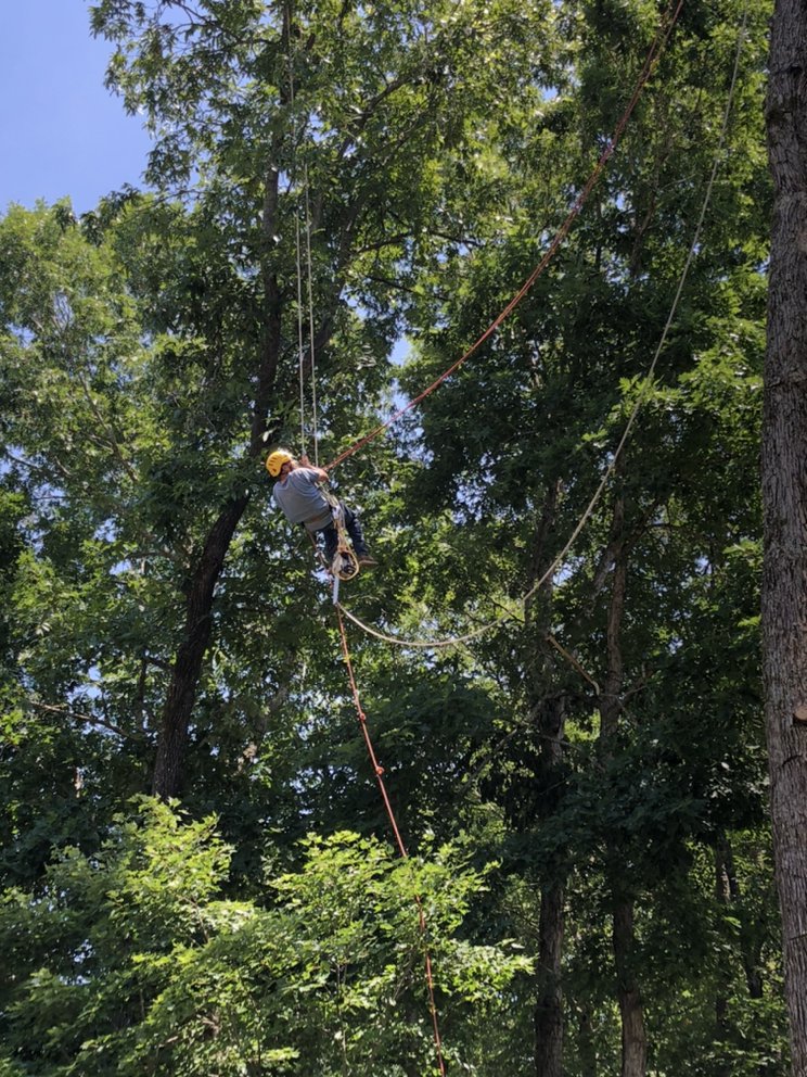 B and M Tree Service - tree service in Charlotte, NC