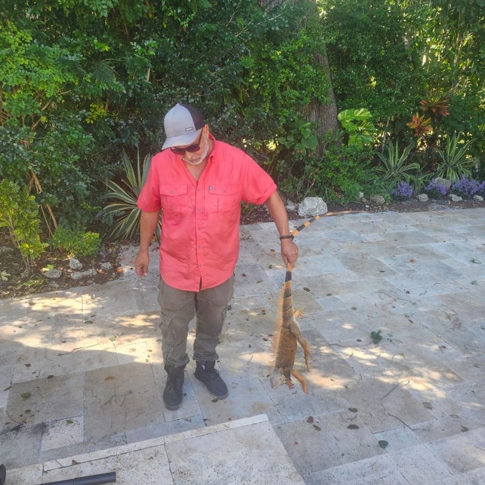 Iguana Jones Removal Service - Wildlife Control Near Me - Miami, Florida Iguana Jones Removal Service - Wildlife Control Near Me - Miami, Florida