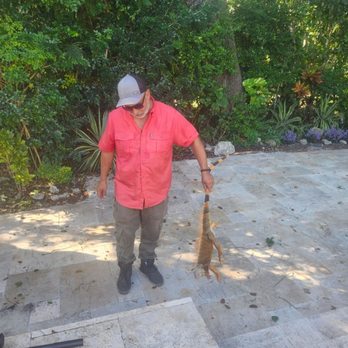 Iguana Jones Removal Service - Wildlife Control Near Me - Miami, Florida