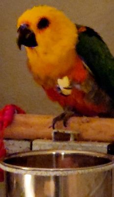 Canoga Discount Birds by null