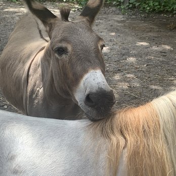 DK Farms & Gardens - Ginny the donkey with her best friend lucky charm a pony - Petting Zoos Near Me - Largo, Florida DK Farms & Gardens - Ginny the donkey with her best friend lucky charm a pony - Petting Zoos Near Me - Largo, Florida