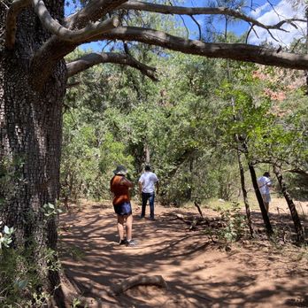 Boynton Canyon Trail - Around 2 miles into the trail when you get to this tree take the trail on the right to get to subway canyon. - Hiking Near Me - Sedona, Arizona Boynton Canyon Trail - Around 2 miles into the trail when you get to this tree take the trail on the right to get to subway canyon. - Hiking Near Me - Sedona, Arizona