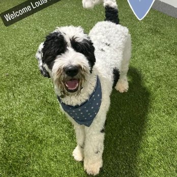 Puppy Haven - Buckhead - Pet Boarding Near Me - Atlanta, Georgia