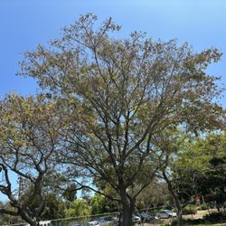 Eastlake Middle School - Another tree