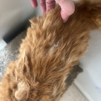 Carolyn's Mobile Cat Grooming - Before they came. That's a huge mat. - Pet Groomers Near Me