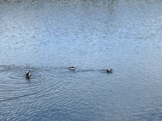 Bolsa Chica Ecological Reserve by null