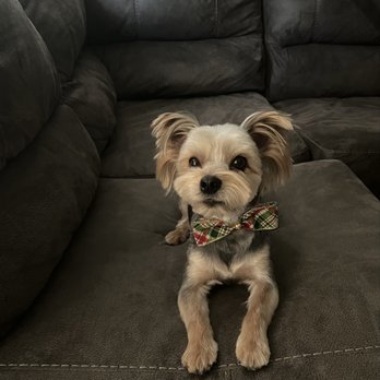OC Pawtastic Grooming - Fresh cut, ready for the holidays. Holiday bow compliments of Pawtastic. - Pet Groomers Near Me - La Palma, California