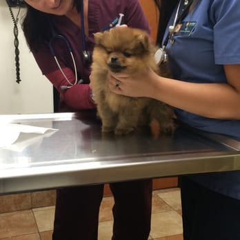 PetSmart - Charlie's first shot! - Pet Training Near Me - Oceanside, California
