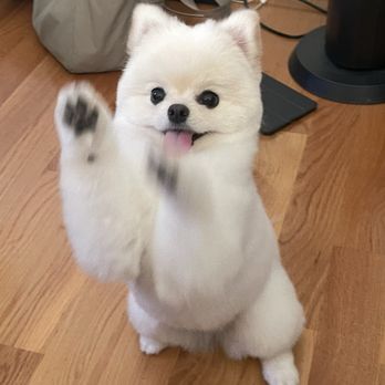 Luxe Paw Grooming - Pet Groomers Near Me - San Francisco, California Luxe Paw Grooming - Pet Groomers Near Me - San Francisco, California