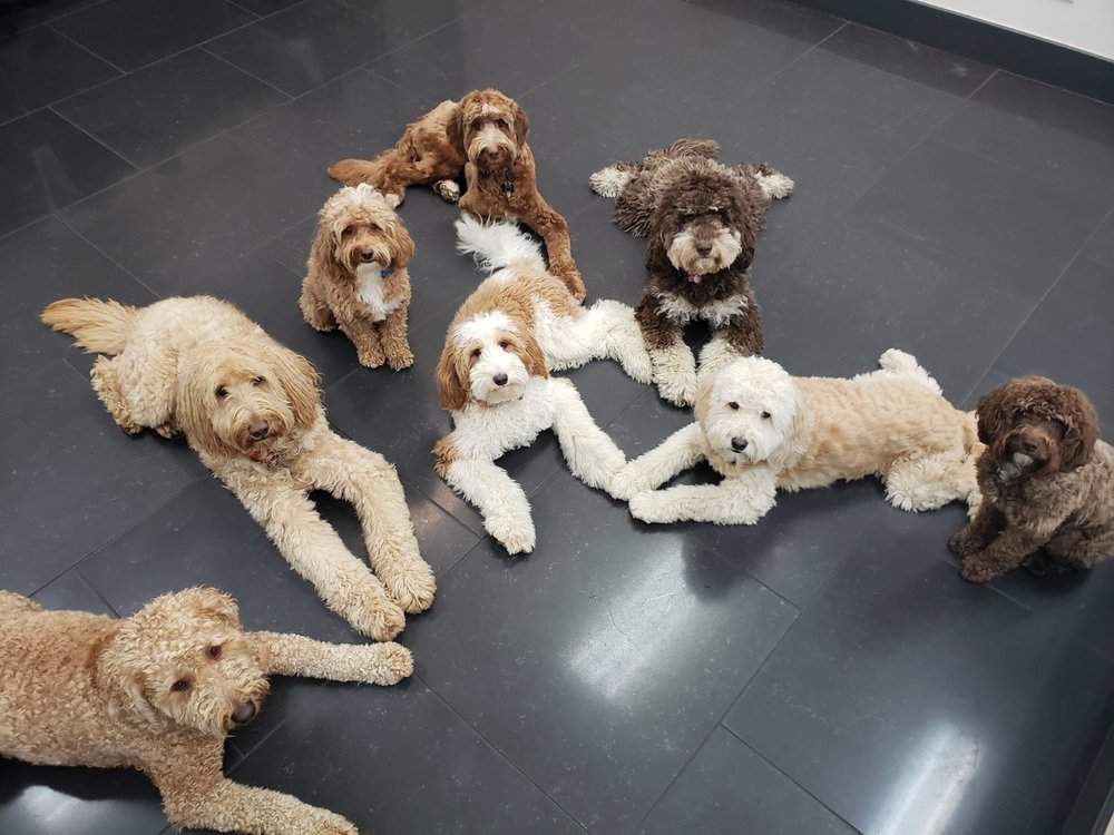 THE PET SHOP CLUB Updated August 2024 12 Photos & 46 Reviews 3080