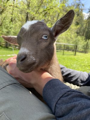 Leaping Lamb Farm by null