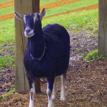 Kelsey Creek Farm Park - Venues & Event Spaces Near Me - Bellevue, Washington