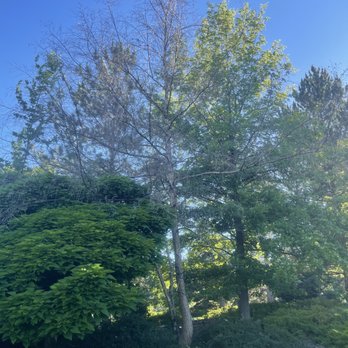 Passion Built - Tree Services Near Me