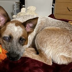 Carolina Veterinary Specialists Greensboro - Opie as a puppy as glaucoma continued to develop