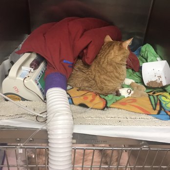 Long Island Veterinary Specialists - Veterinarians Near Me - Plainview, New York Long Island Veterinary Specialists - Veterinarians Near Me - Plainview, New York