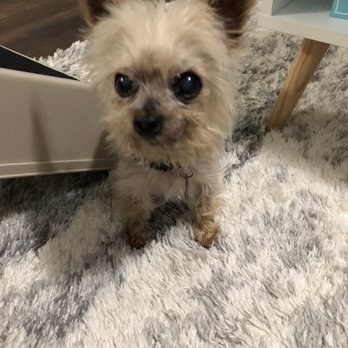 Heavenly Paws Pet Aquamation - My baby Lola - Pet Cremation Services Near Me - Norcross, Georgia