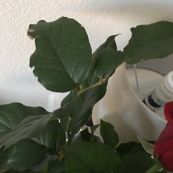 Helms Flowers - Florists Near Me - Los Angeles, California