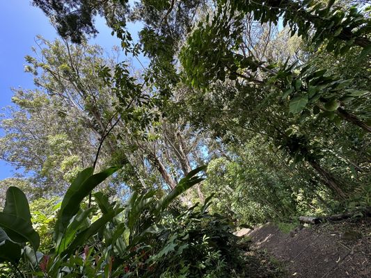 Waikamoi Nature Trailhead and Parking Area by null