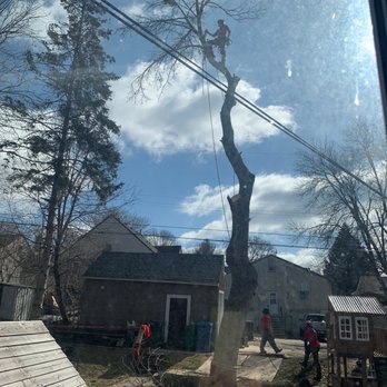Vineland Tree Care - Tree Services Near Me - Minneapolis, Minnesota Vineland Tree Care - Tree Services Near Me - Minneapolis, Minnesota