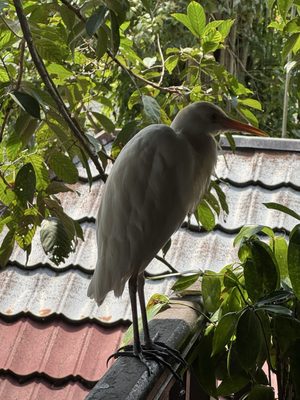 KL Bird Park by null
