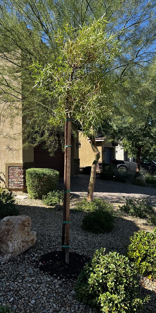 Monkey Tree & Lawn Service - tree service in Las Vegas, NV