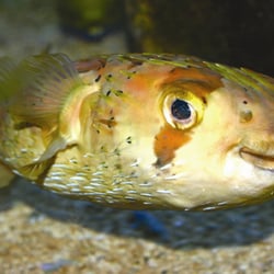 L'Aquarium du Cap d'Agde - Aquarium du Cap d'Agde