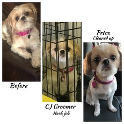 CJ's Grooming & Gifts - A $100 dollars later and having to be shaved quite a bit to have an even cut, this was the outcome.