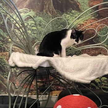 Cats & Crystals - Pet Adoption Near Me - Oceanside, California