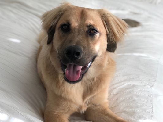 Tack Room Tavern by null