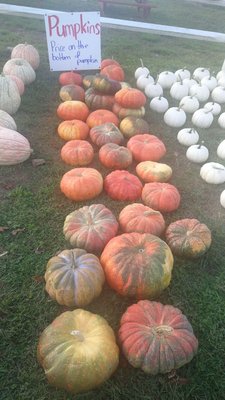 Garden of Eve Organic Farm by null